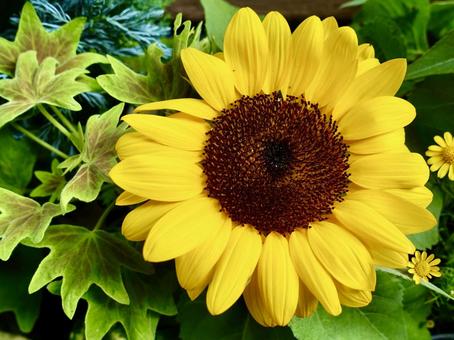 Photo, sunflower, mini sunflower, flower, 