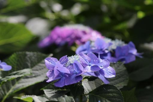 Photo, hydrangea, june, rainy season, 