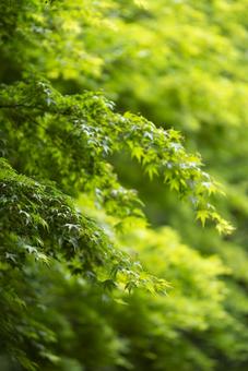 光を浴びて輝く新緑のもみじ 青もみじ,夏,初夏の写真素材