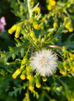 ノボロギクの綿毛 ノボロギク,綿毛,種子の写真素材