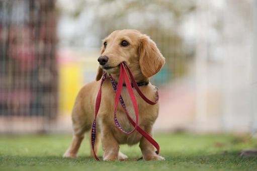 ミニチュアダックスのポートレート 犬,ミニチュアダックス,ダックスフントの写真素材