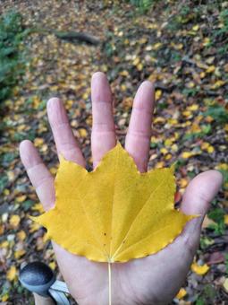 手のひらと落ち葉 モミジ,落ち葉,紅葉の写真素材