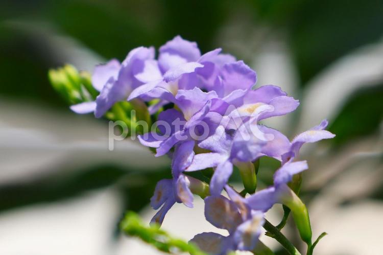 ７月下旬の陽を浴びるのデュランタの花 デュランタ,花,青の写真素材