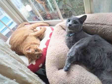 Two cats relaxing by the window, JPG
