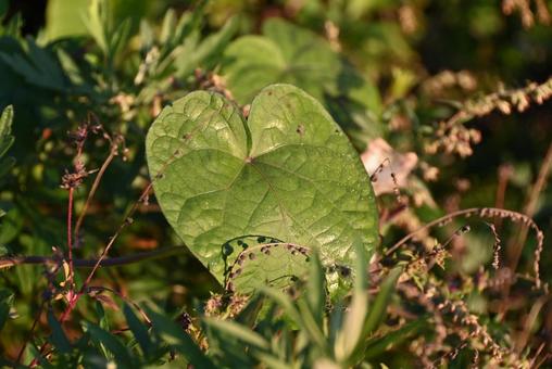 朝露に濡れる葉 グリーン,朝露,秋の写真素材