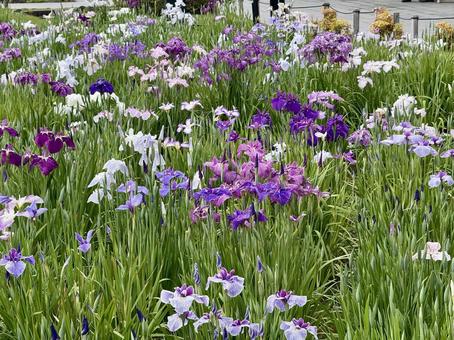 堀切菖蒲園 曇り空の下咲き誇る花菖蒲 堀切菖蒲園 曇り空の下咲き誇る花菖蒲 癒し,壁紙,花畑の写真素材