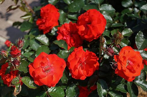 Photo, hyōgo prefecture, aramaki rose park, early summer, 