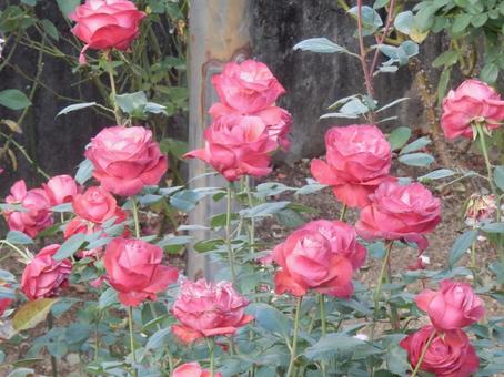 【薔薇の写真】バラの花 バラ,薔薇,植物の写真素材
