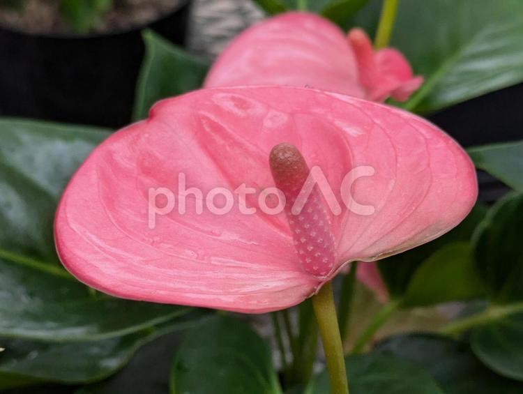 可愛いピンクのアンスリウム 花,はな,flowerの写真素材