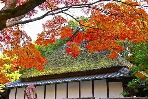 秋のからくり忍者屋敷 からくり忍者屋敷,伊賀流,忍者屋敷の写真素材