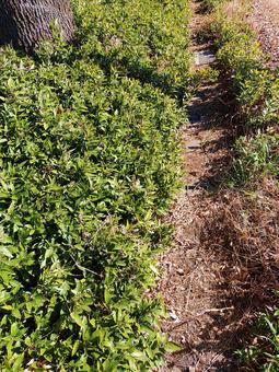 緑に囲まれた小道 緑に囲まれた小道の写真