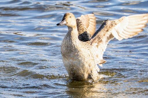オナガガモの羽ばたき⑺ カモ,オナガガモ,メスの写真素材