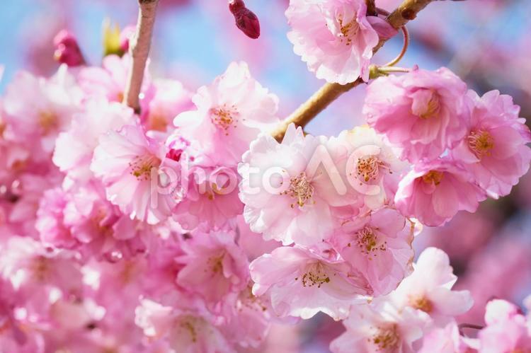 雨上がりの八重桜 桜,サクラ,八重桜の写真素材