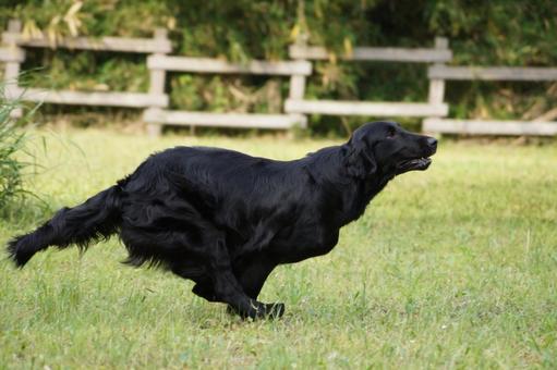 RUN!! RUN!! 犬,大型犬,レトリーバーの写真素材