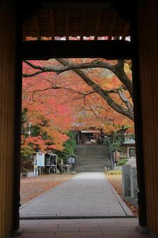 佐賀県基山町「大興善寺」の紅葉 大興善寺,紅葉,佐賀県の写真素材
