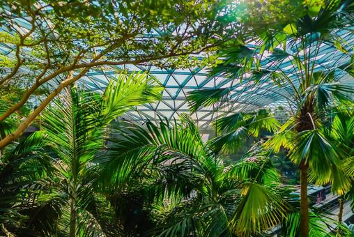 【シンガポール】ジュエル チャンギ空港 シンガポール,ジュエル,チャンギの写真素材