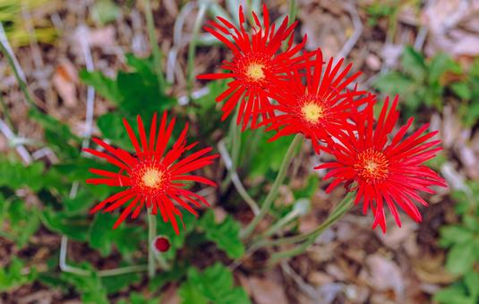 ガーベラの花ー4 ガーベラ,花,赤い花の写真素材