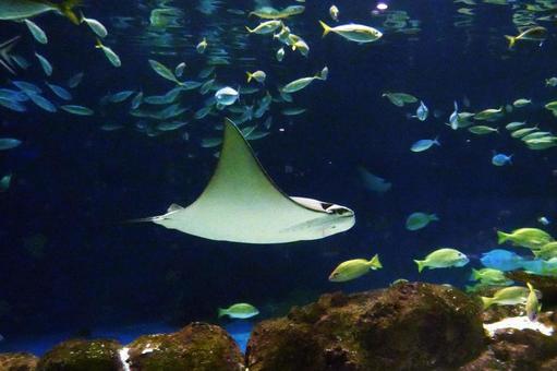 サンピアザ水族館の人気者 サンピアザ水族館の人気者の写真