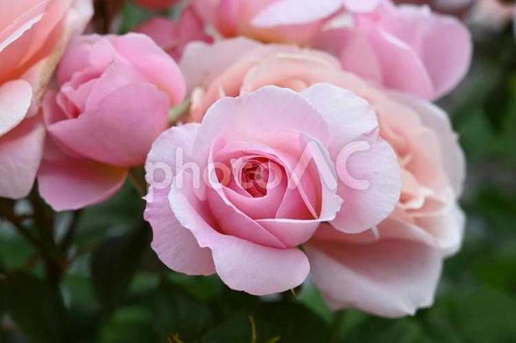 自家栽培の薔薇 薔薇,バラ,ばらの写真素材