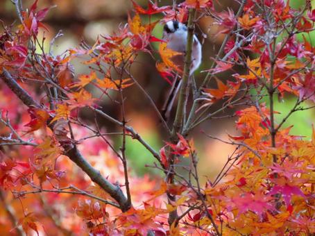 エナガと紅葉 エナガと紅葉 エナガ,紅葉,秋の写真素材