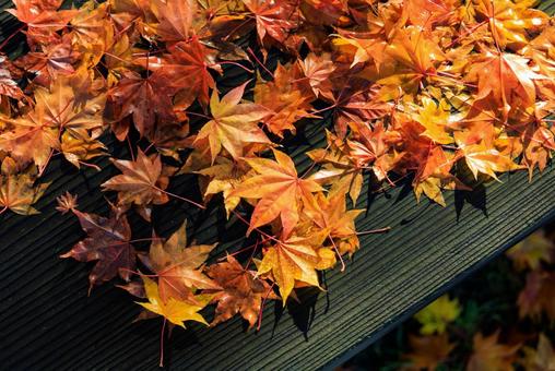 ベンチの上の紅葉 ベンチの上の紅葉,紅葉,モミジの写真素材