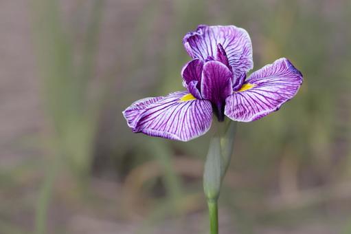 Iris flower, JPG