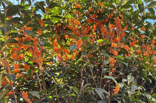 キンモクセイ 植物,花木,金木犀の写真素材