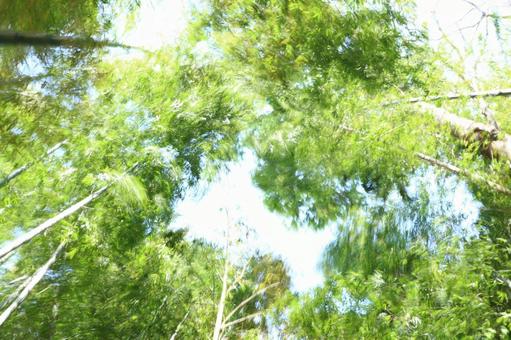 竹林 竹林の写真