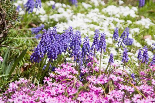 Photo, flower, muscari, moss phlox, 