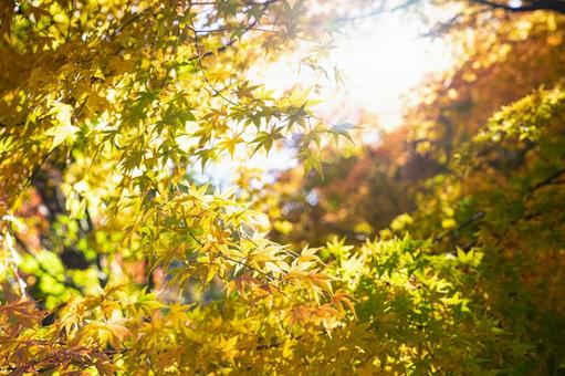 秋の紅葉 グラデーションの楓 秋の紅葉 グラデーションの楓の写真