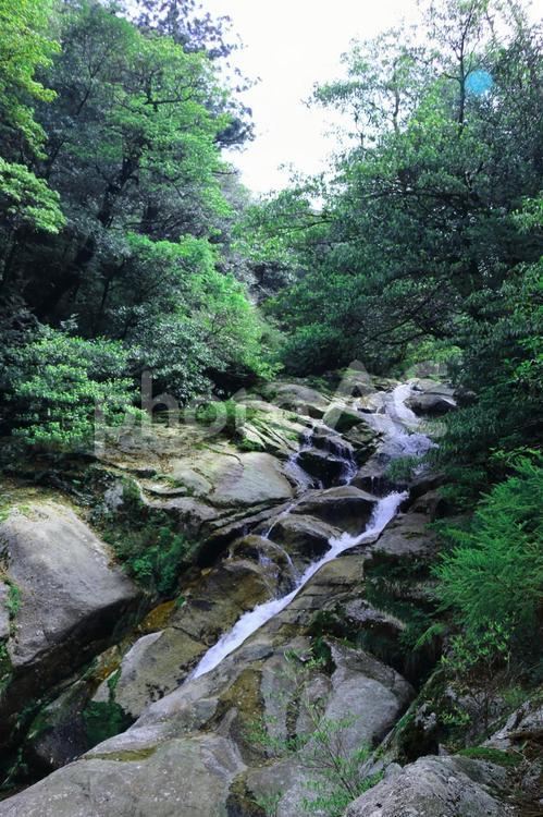 森の中の川 川,森,自然の写真素材