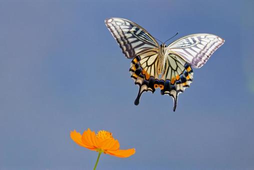 秋の花に寄って来るナミアゲハ 秋の花に寄って来るナミアゲハの写真