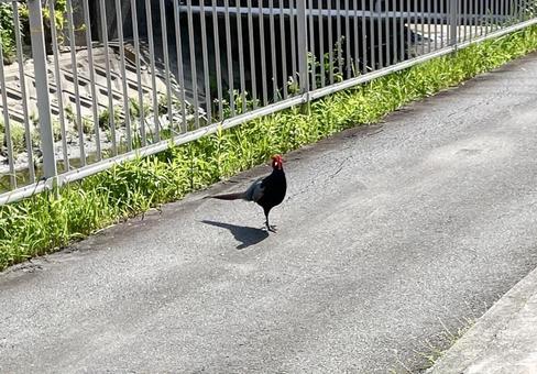 野生の雉 野生の雉 雉,道路,鳥の写真素材