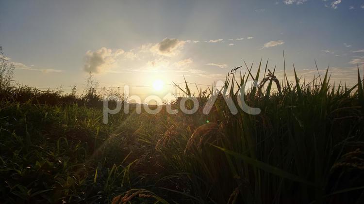 田舎の夕日 夕日,夕焼け,夕方の写真素材
