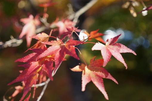 紅葉 紅葉の写真