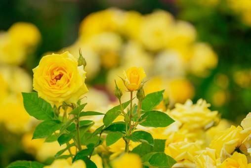 神代植物公園に咲く黄色のバラの写真