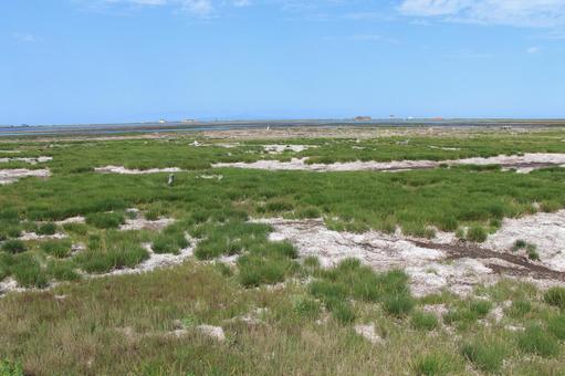 トドワラ4 トドワラ,湿原,野付半島の写真素材