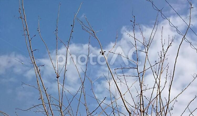空と枝と雲 枯れ木,空,木の写真素材