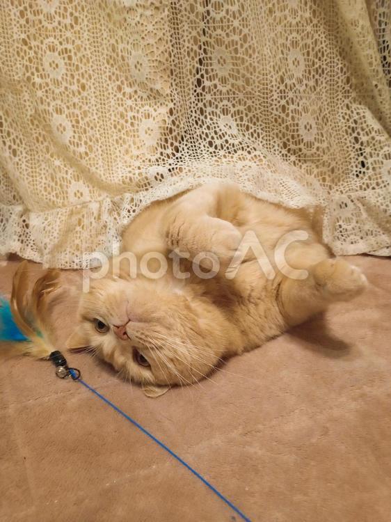 うちのネコさま　カーテンの中から遊ぶ ネコ,猫,昼寝の写真素材