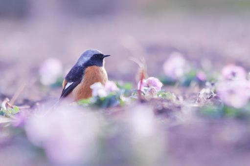 春の花の中で見つけたジョウビタキ 春の花の中で見つけたジョウビタキの写真
