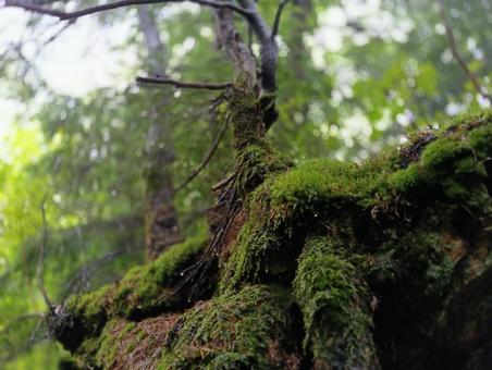 林道からの風景 林道からの風景の写真