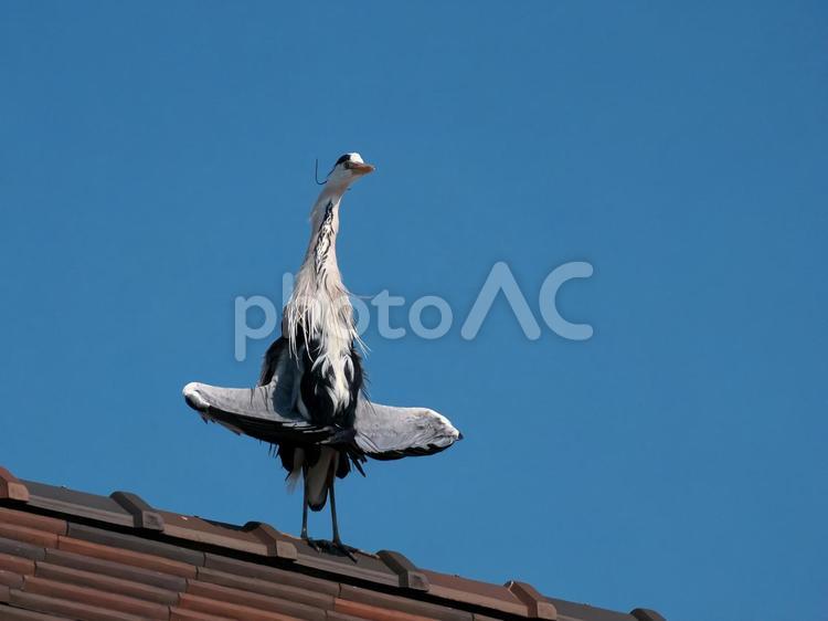 民家の屋根の上にとまったアオサギ アオサギ,鳥,動物の写真素材