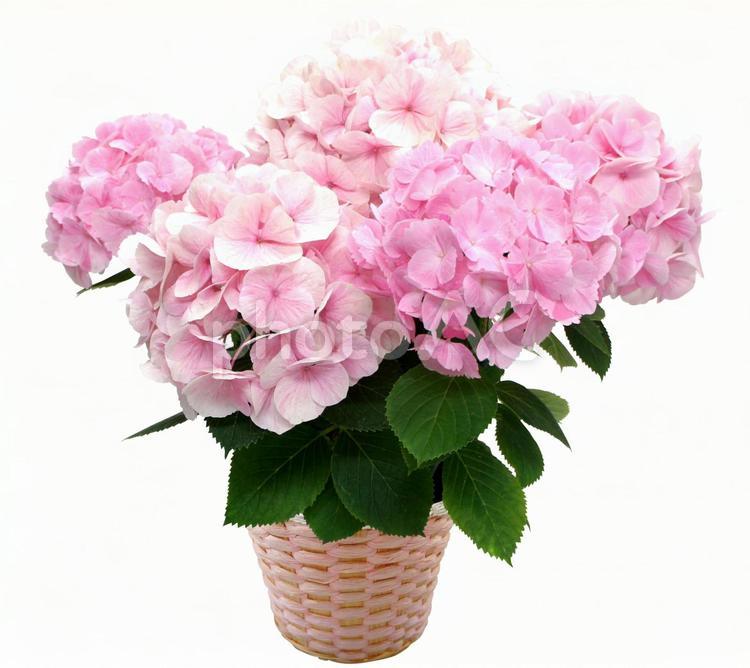 あじさいピンク_2　PSD切抜き あじさい,紫陽花,母の日の写真素材