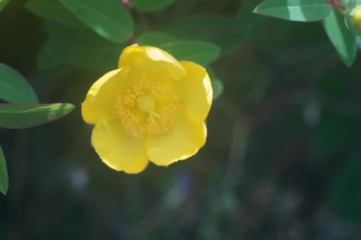 錦糸梅 錦糸梅の写真