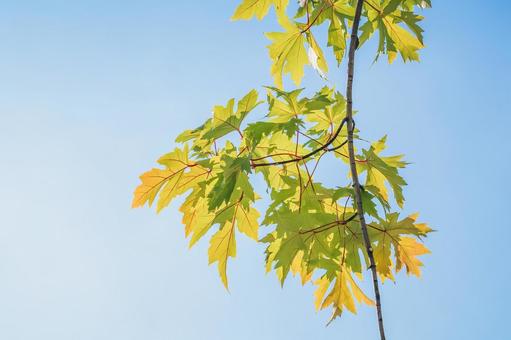 秋の葉1 秋,木の葉,色付くの写真素材