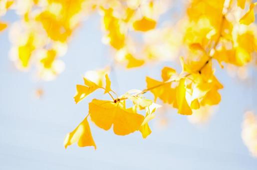 Ginkgo, JPG