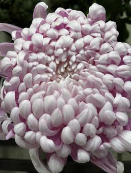 Photo, chrysanthemum, flower, close-up, 