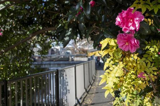サザンカ サザンカ,山茶花,川沿いの写真素材