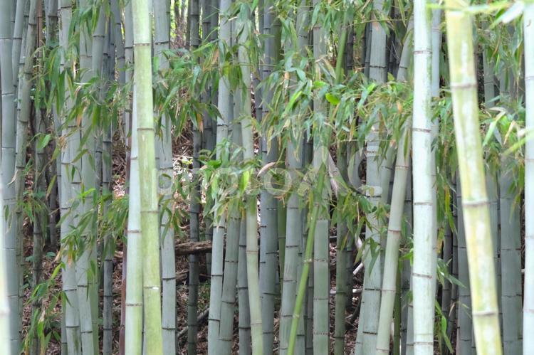 竹林（高山竹林園）の青竹と笹 竹林,青竹,竹の写真素材
