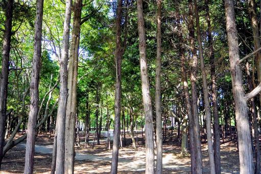 秋の木漏れ日の松林・臨海公園(江戸川区) 秋の木漏れ日の松林・臨海公園(江戸川区)の写真